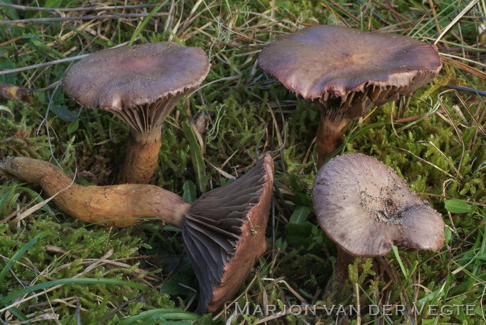 Koperrode spijkerzwam - Chroogomphus rutilans